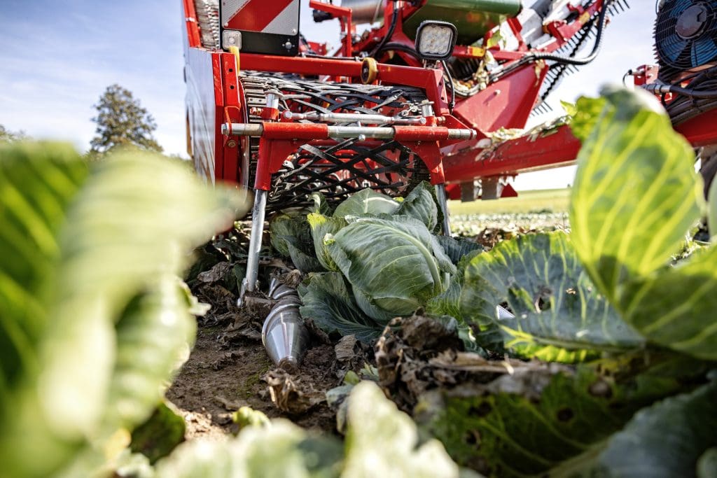 image of MC cabbage harvester